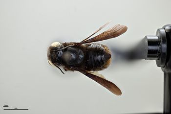 Media type: image;   Entomology 791861 Aspect: habitus dorsal view
